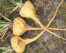 Load image into Gallery viewer, Maca Root Extract (30 tablets)