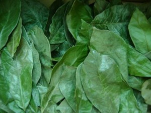 Soursop (Graviola) Leaves (bag)