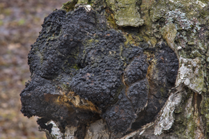 Chaga Mushroom