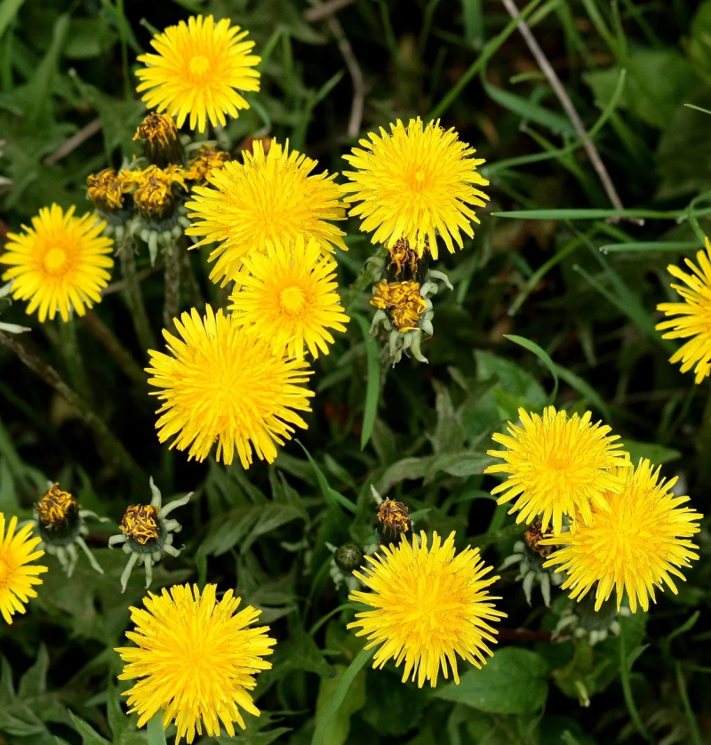 Dandelion Extract (60 tablets)