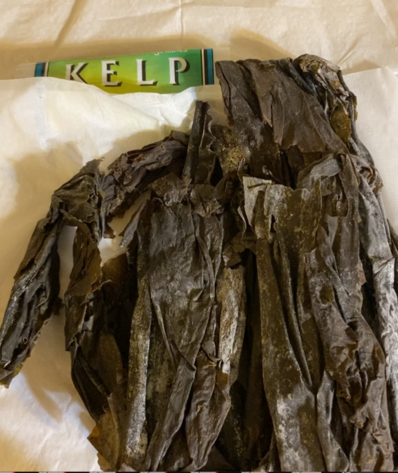 Big Leaf Sea Kelp