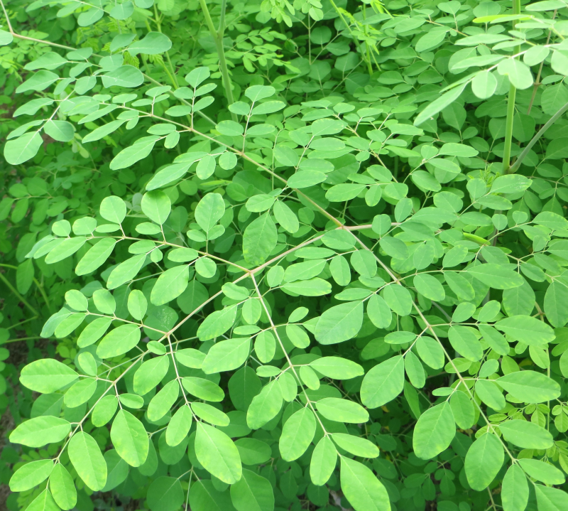 Moringa Leaves (bag)