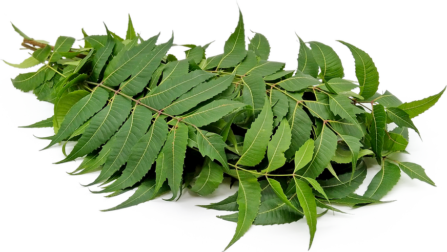 Neem Leaves (bag)