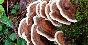 Turkey Tail Mushroom Extract (60 tablets)