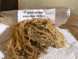 Gold Wild Harvest Wildcrafted Sea Moss